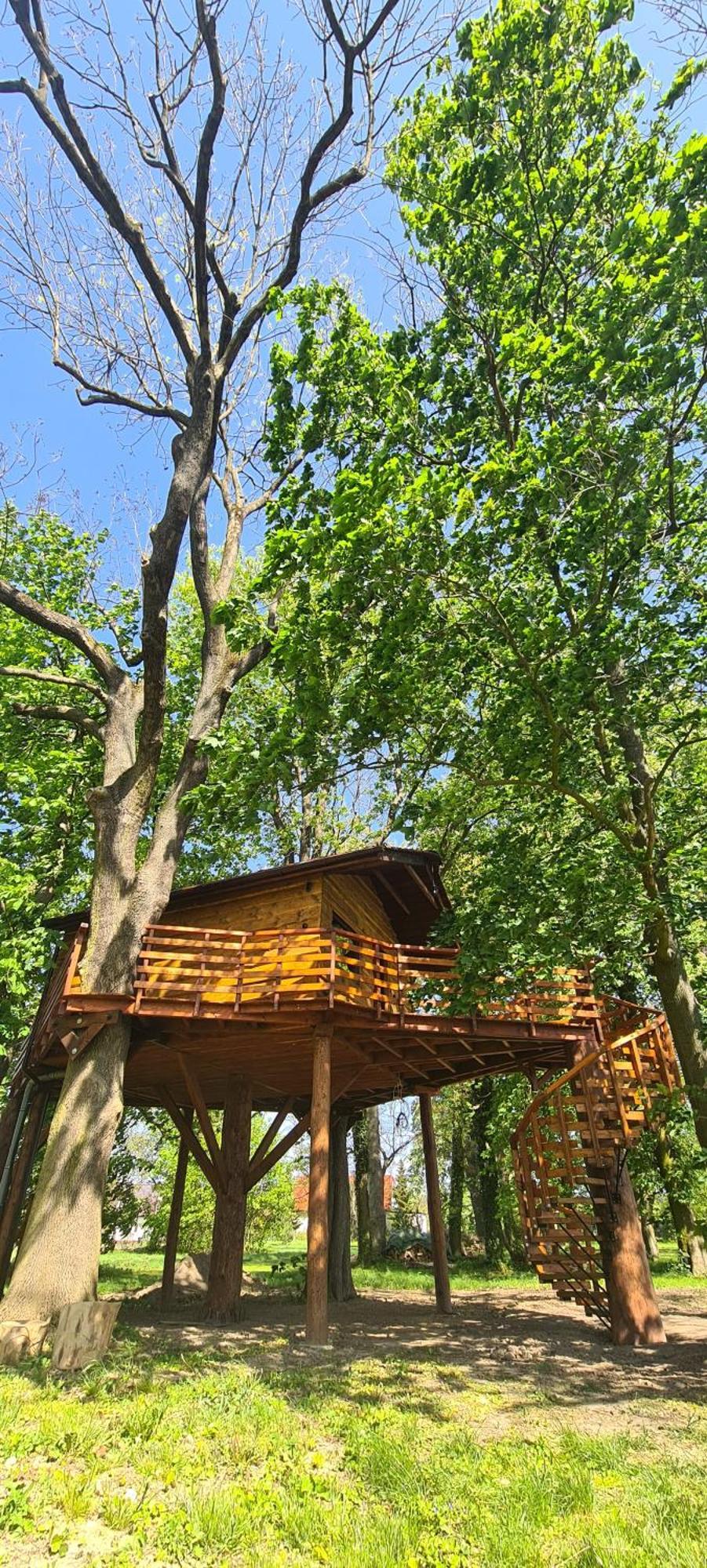 Campsite Tree Vill Goledzinow
